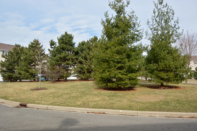 285 South Oak Creek Lane, Unit 285 Romeoville, IL 60446 - Photo 20 of 24 a view of yard with green space