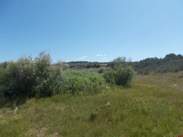 a view of a field of grass and trees