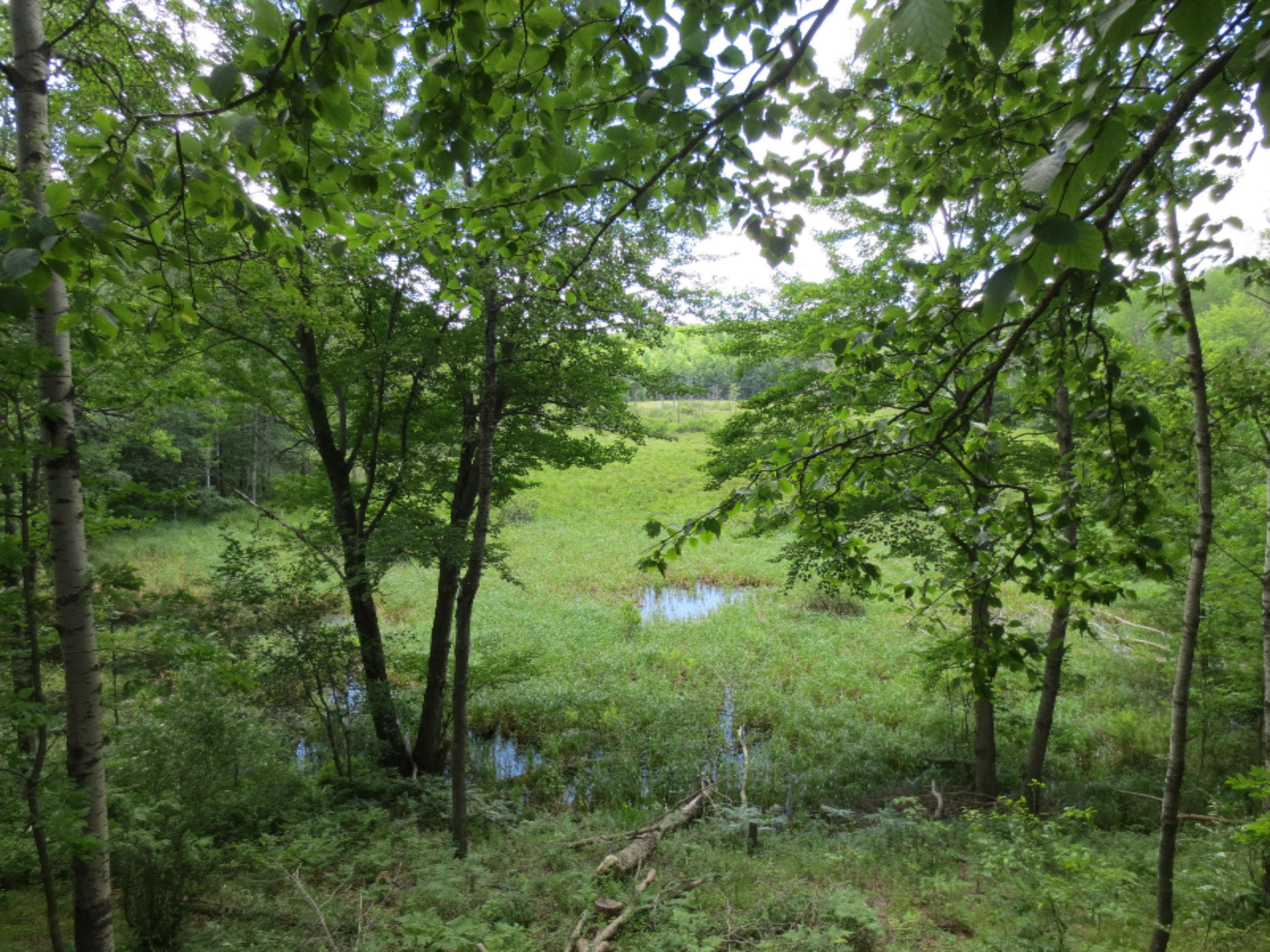1542 South Sherman Road Remus, MI 49340 - Photo 24 of 37 IMG_1603