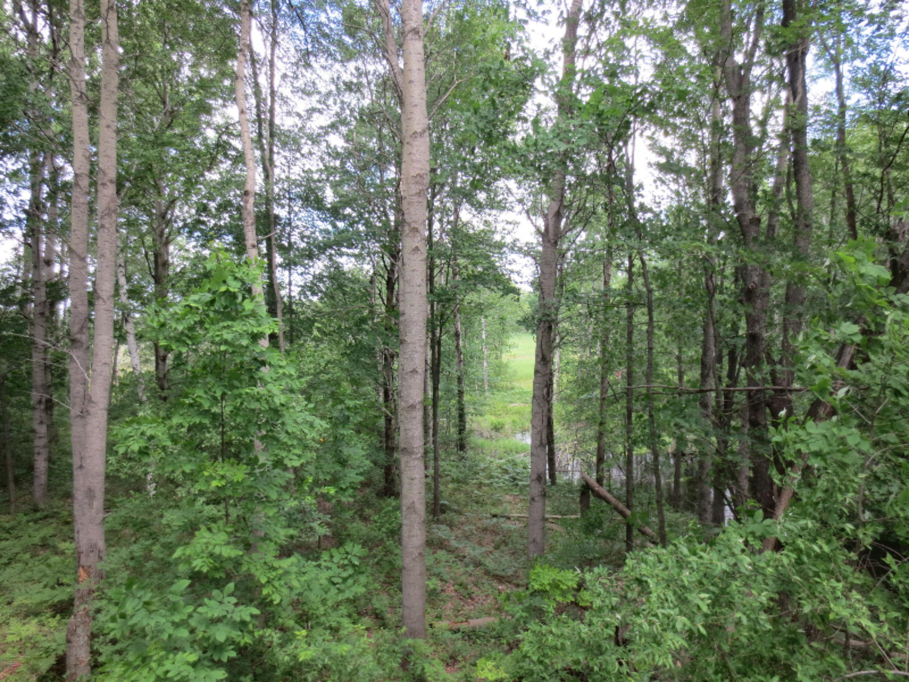 1542 South Sherman Road Remus, MI 49340 - Photo 25 of 37 IMG_1604