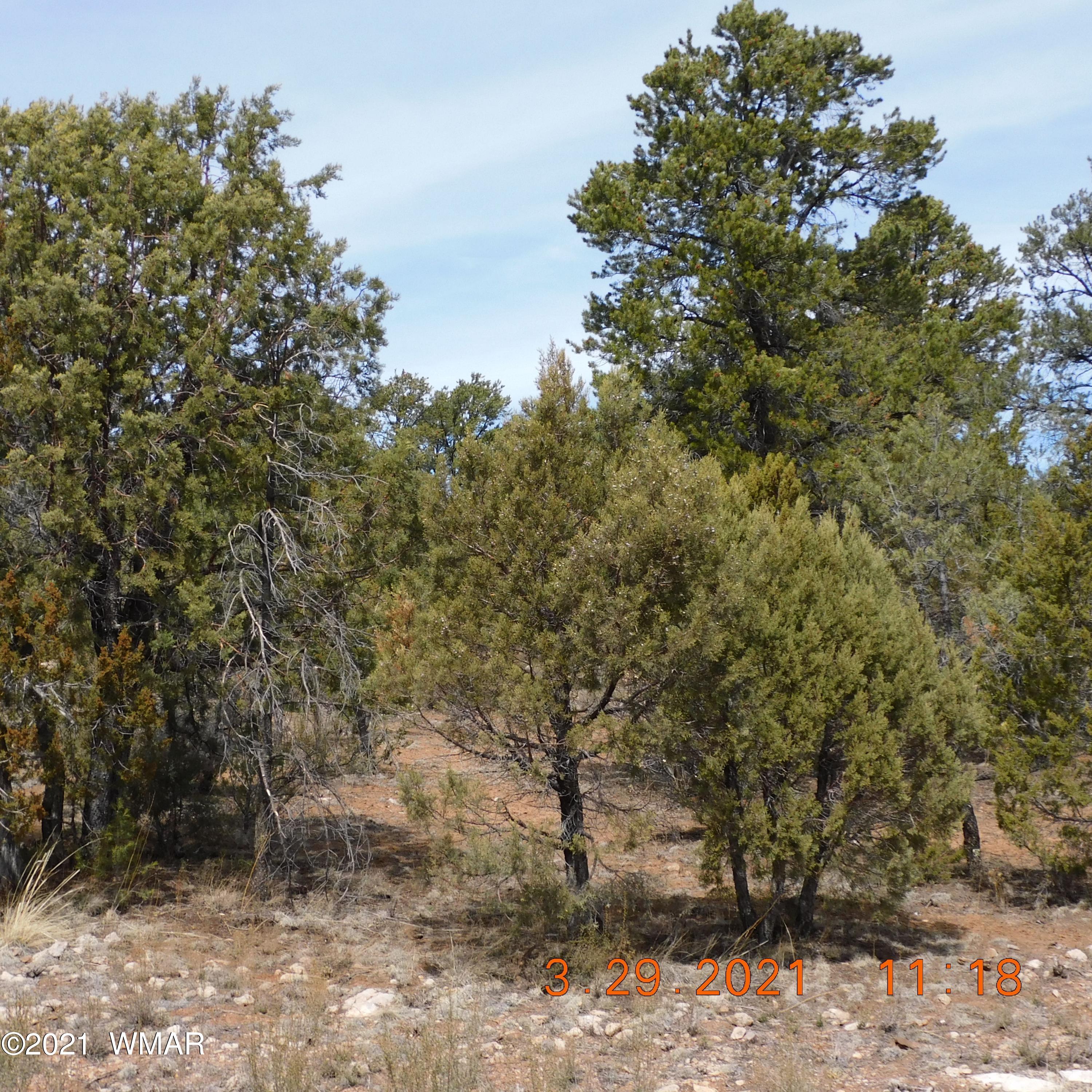 2862 Lodgepole Road Overgaard, AZ 85933 - Photo 3 of 5 Gallery Image 3
