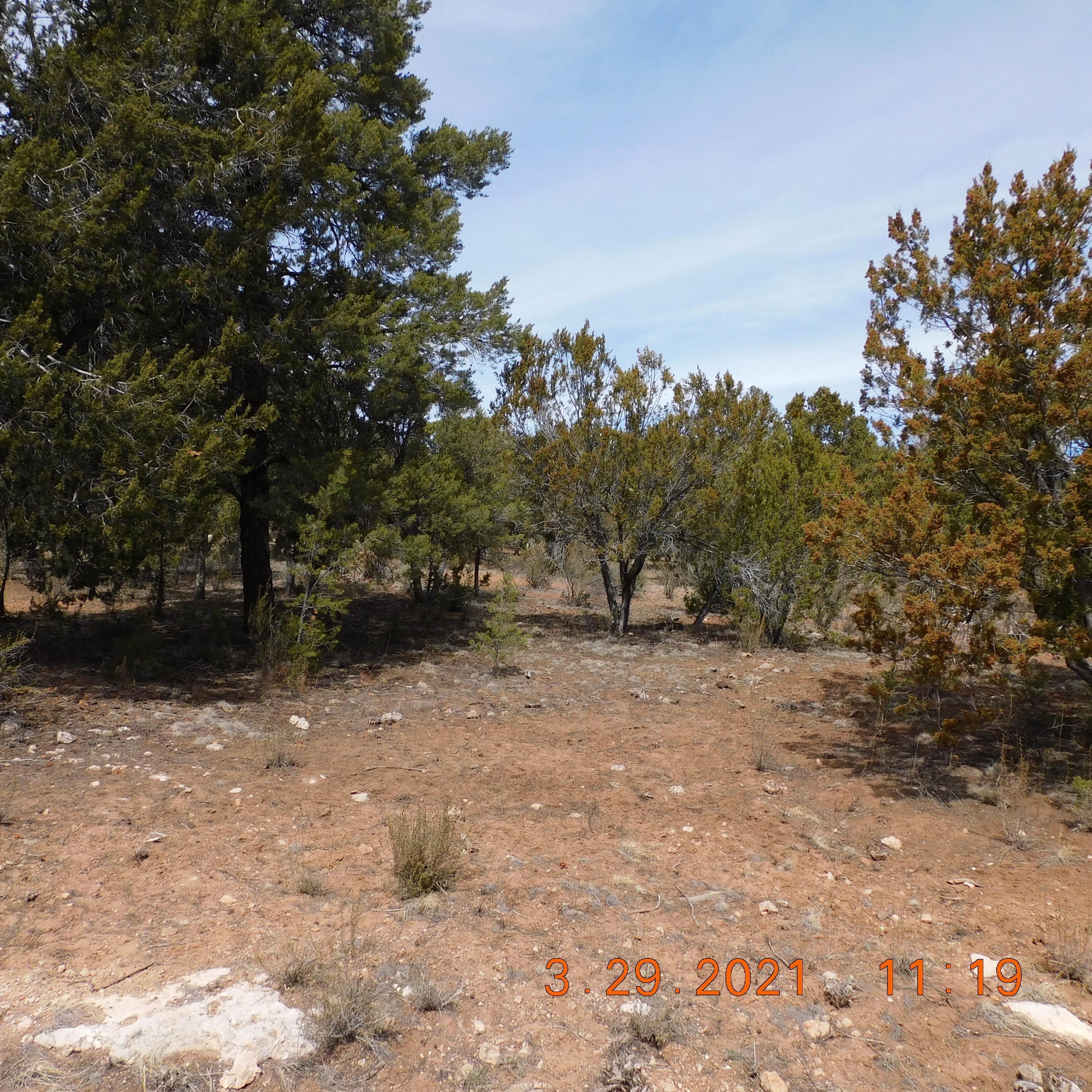 2862 Lodgepole Road Overgaard, AZ 85933 - Photo 5 of 5 Gallery Image 5