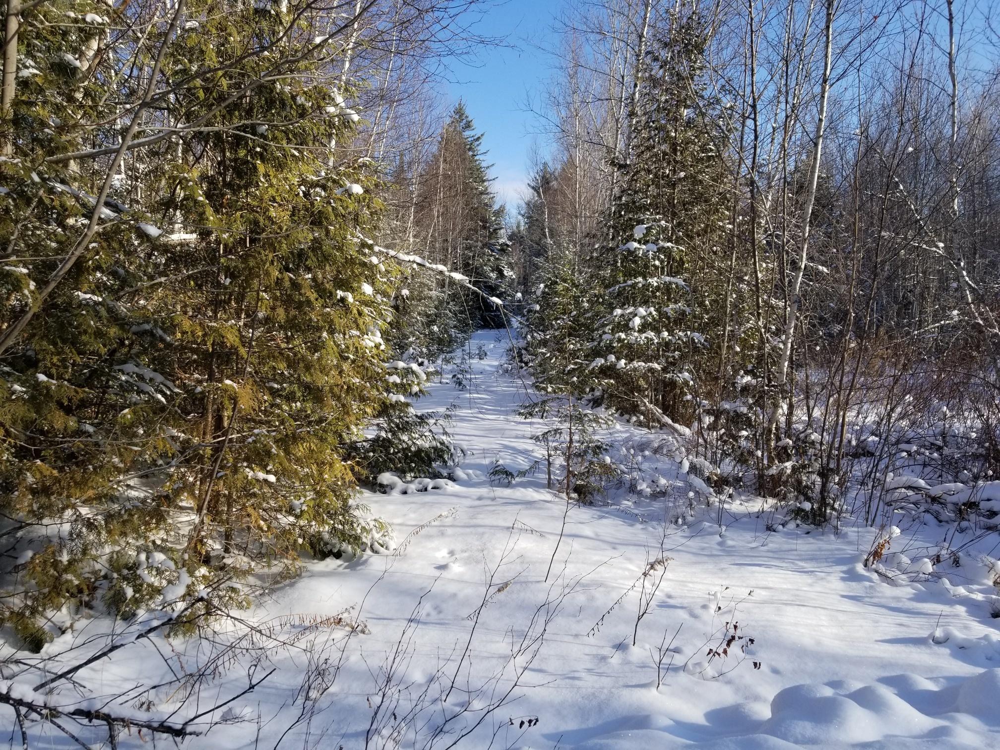 7-l 23-2 Maxwell Road Springfield, ME 04487 - Photo 5 of 23 Road to shed 2