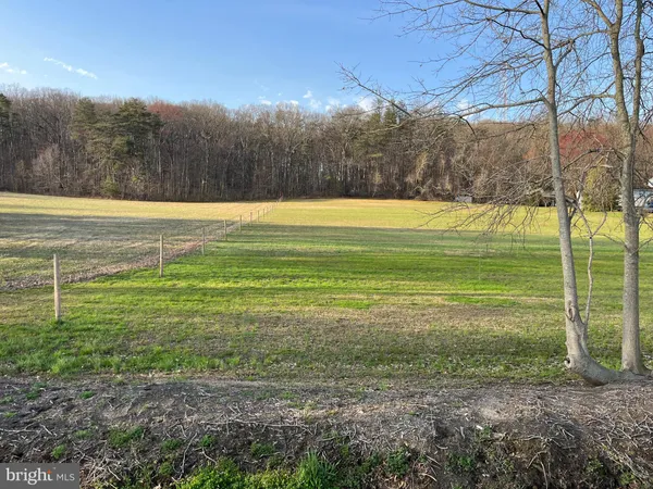 a view of a yard with a large trees