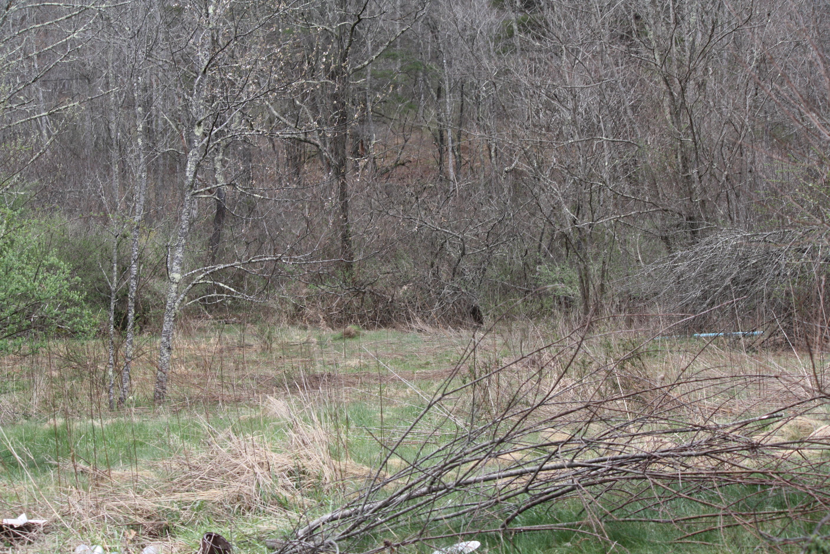 Will Dodd Road Jumping Branch, WV 25969 - Photo 3 of 9 Gallery Image 3