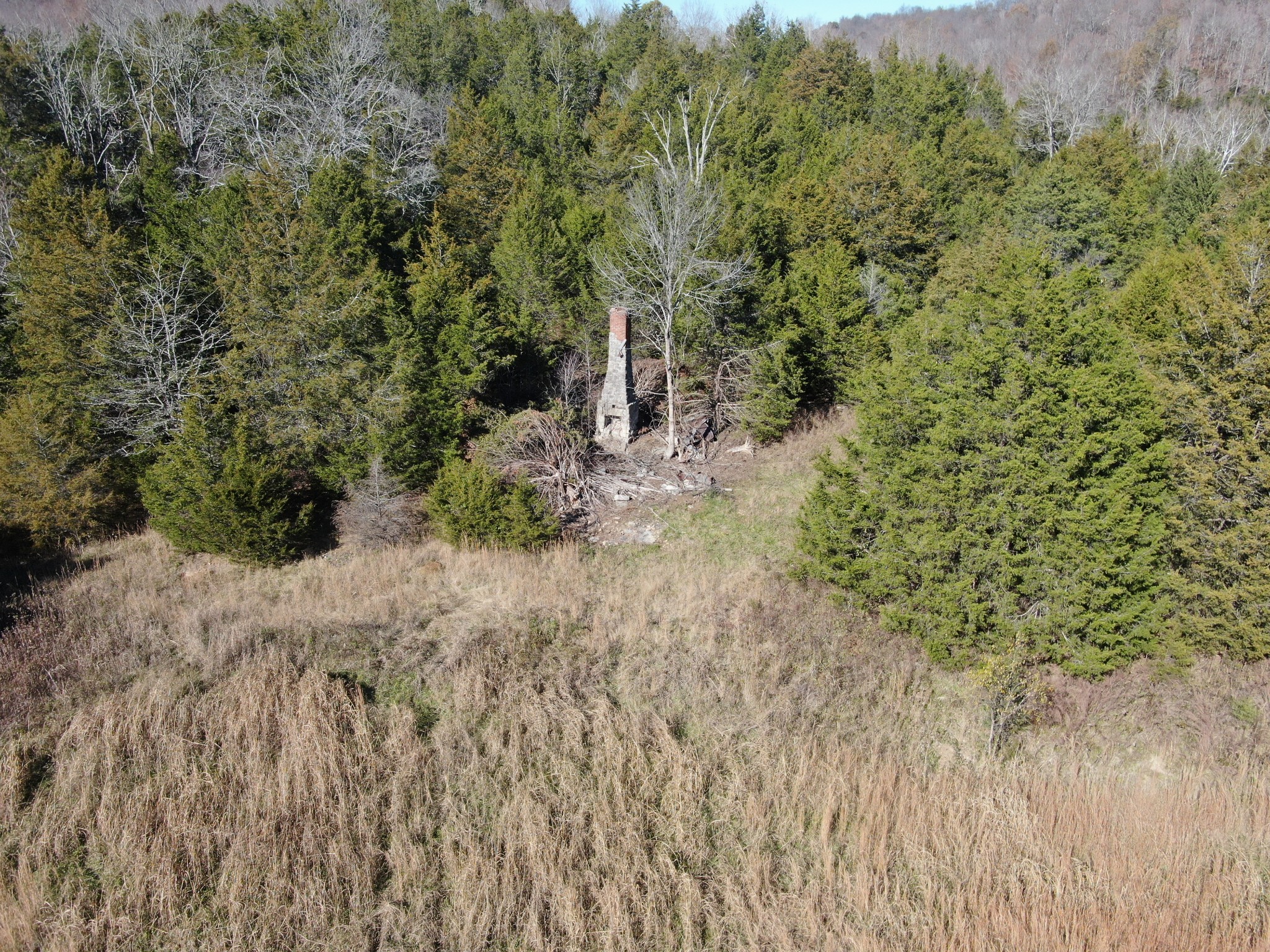 0 Diana Ridge Road Pulaski, TN 38478 - Photo 6 of 6 a view of a forest with a tree