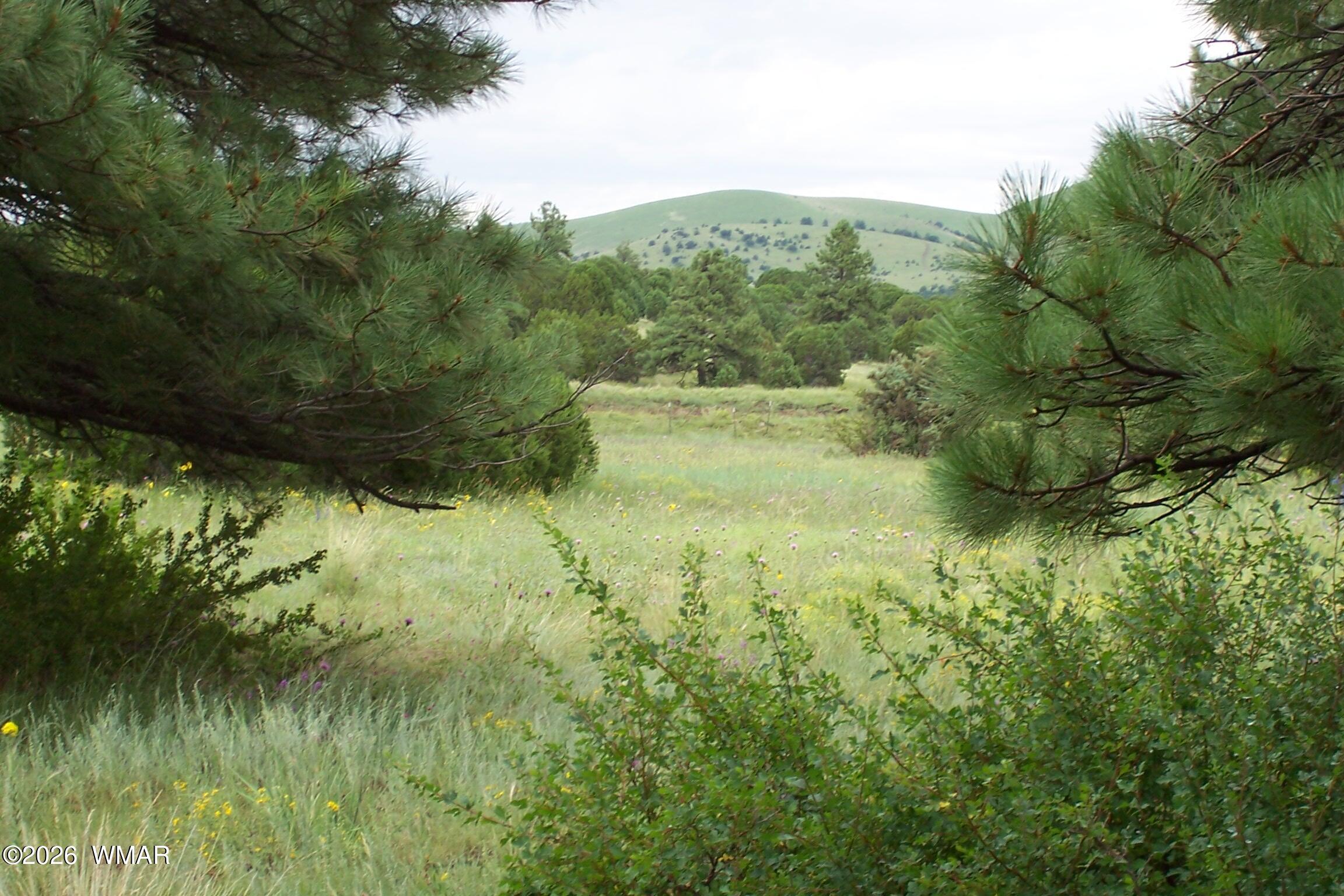 Lot 5 Red Cabin Ranch, Unit II Vernon, AZ 85940 - Photo 4 of 12 Ranch-Farm023