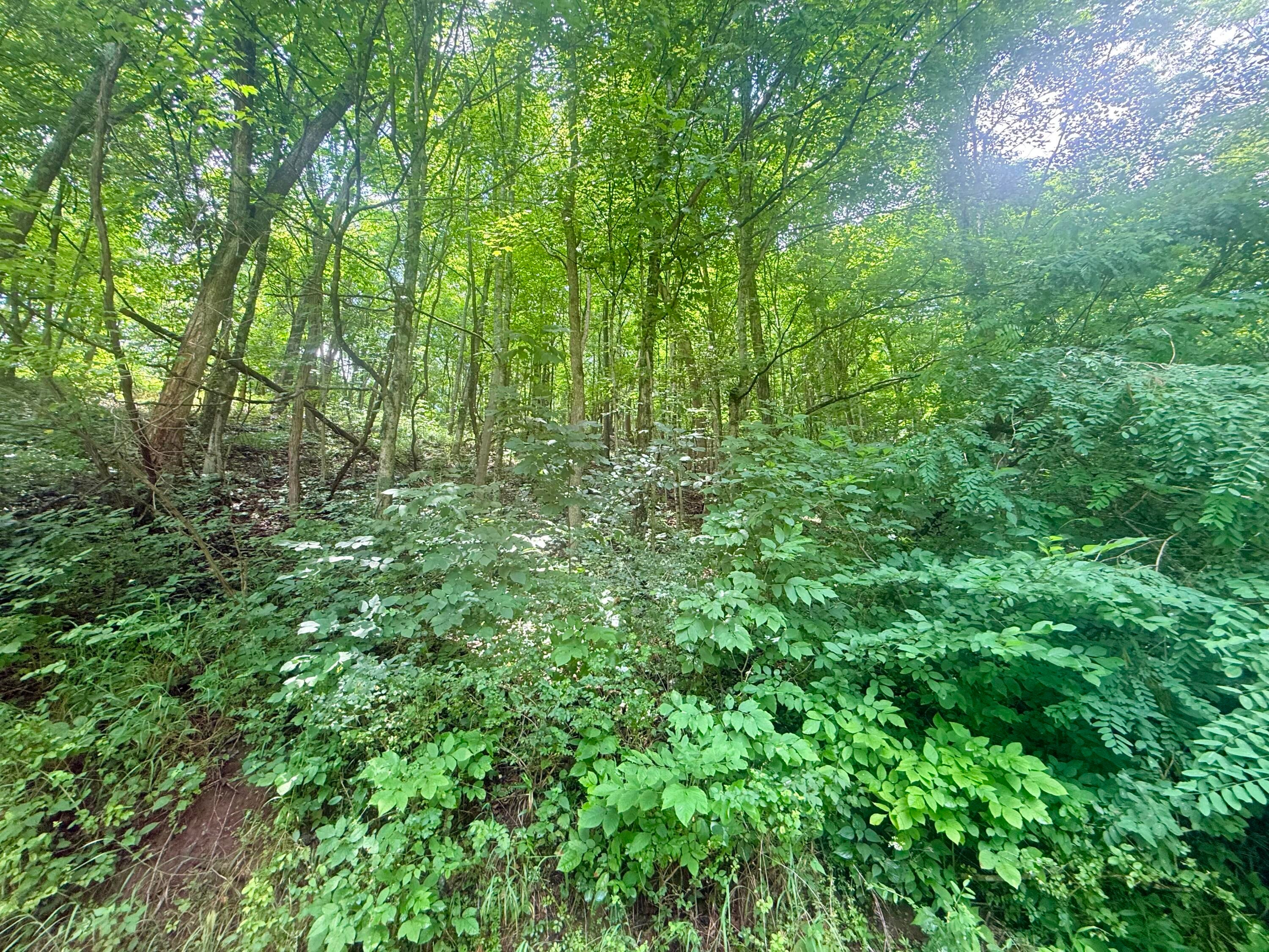 Mountain Road Peterstown, WV 24963 - Photo 10 of 11 Gallery Image 10