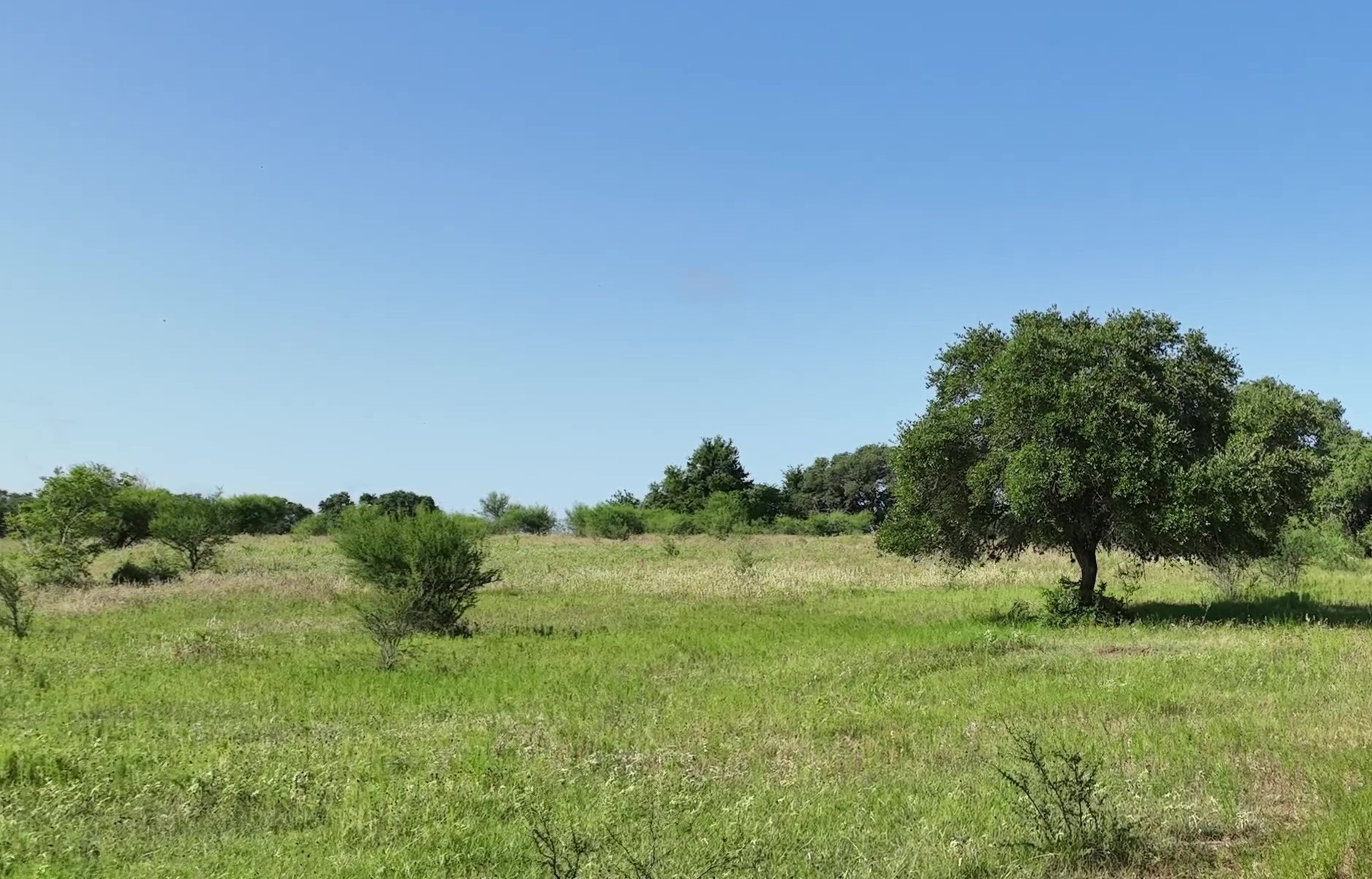 a view of a grassy field with trees in the background