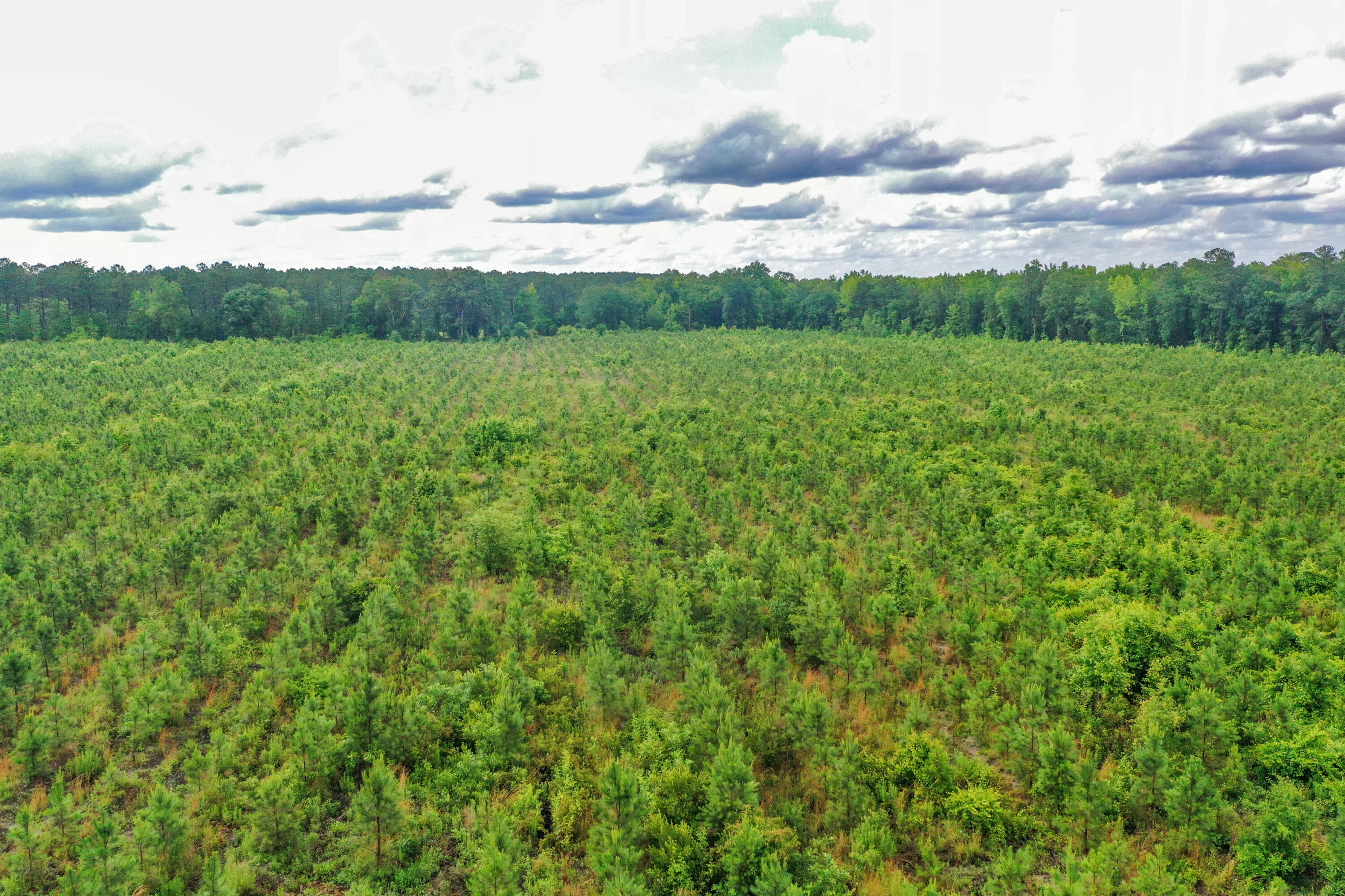 0 North Brewington Road, Unit 3 Manning, SC 29102 - Photo 12 of 43 DJI_0651