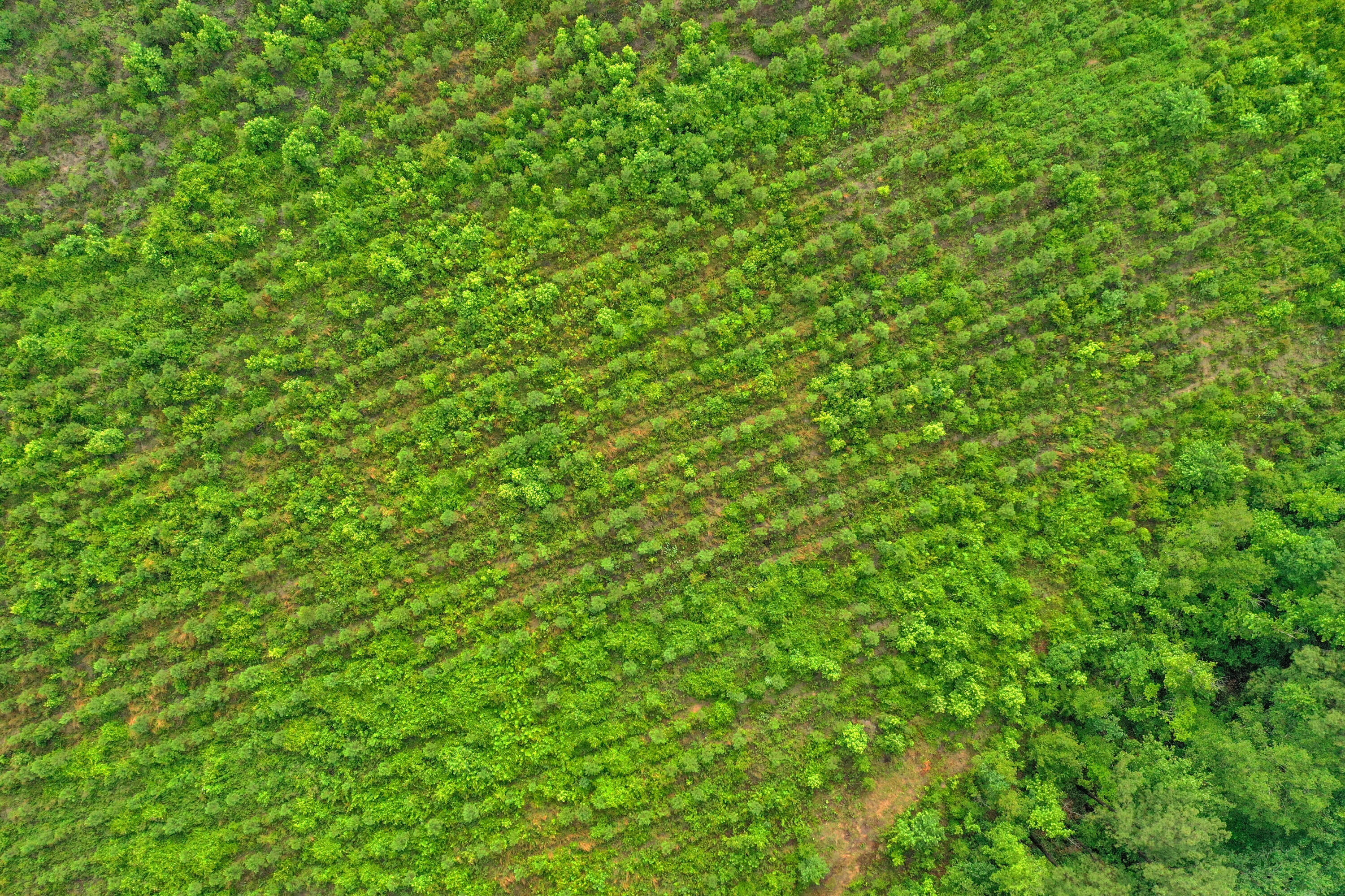 0 North Brewington Road, Unit 3 Manning, SC 29102 - Photo 13 of 43 DJI_0664