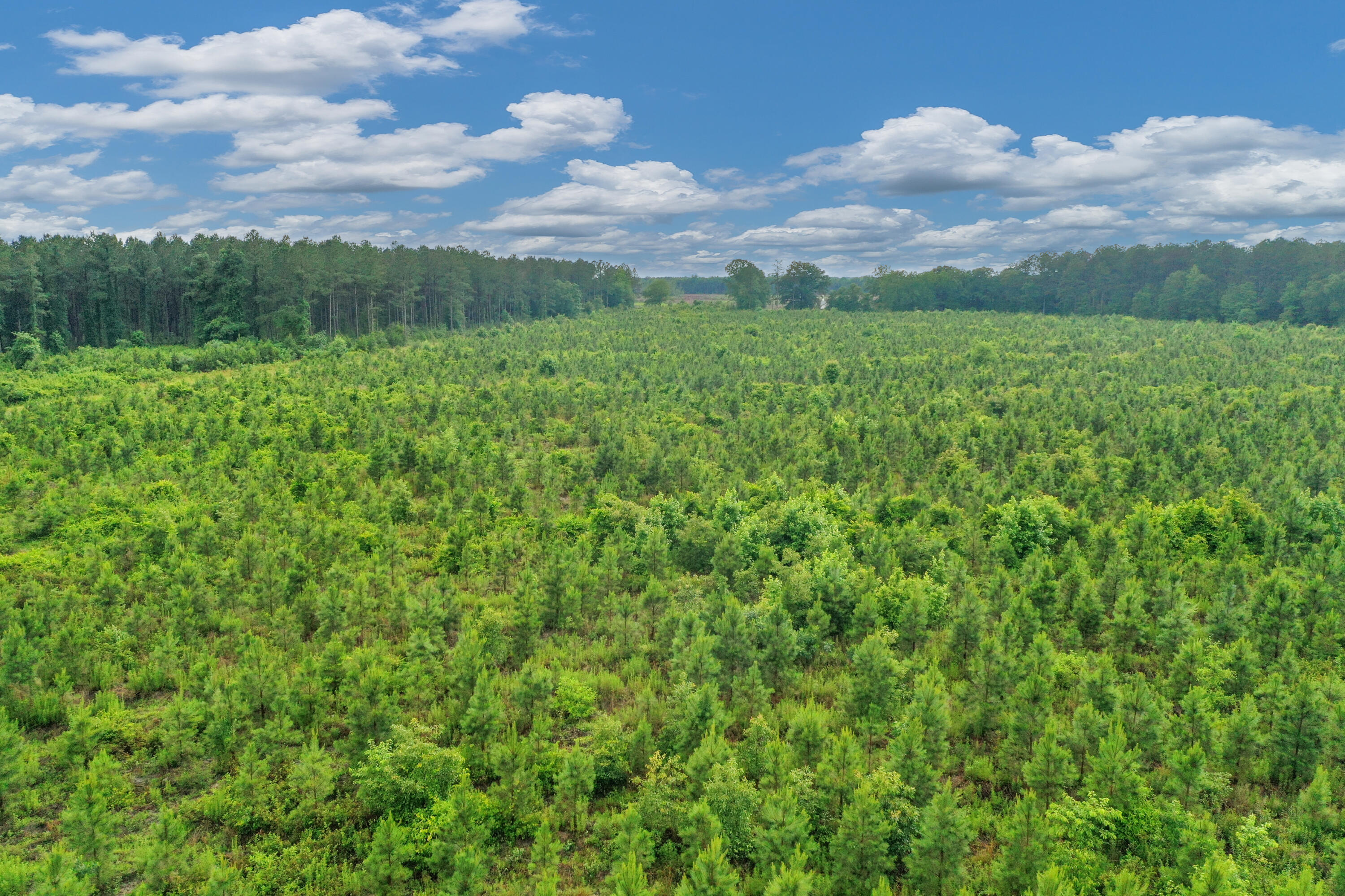 0 North Brewington Road, Unit 3 Manning, SC 29102 - Photo 14 of 43 DJI_0654
