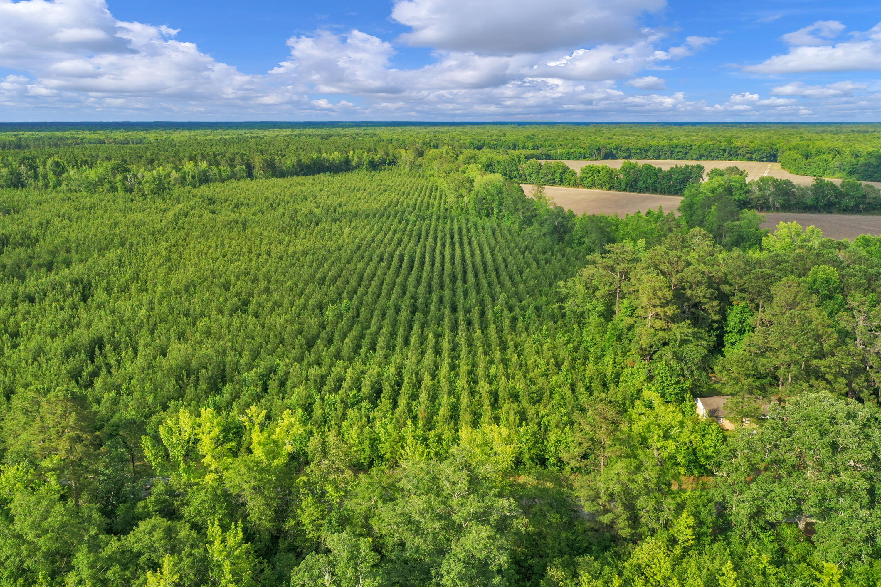 0 North Brewington Road, Unit 3 Manning, SC 29102 - Photo 27 of 43 DJI_0758