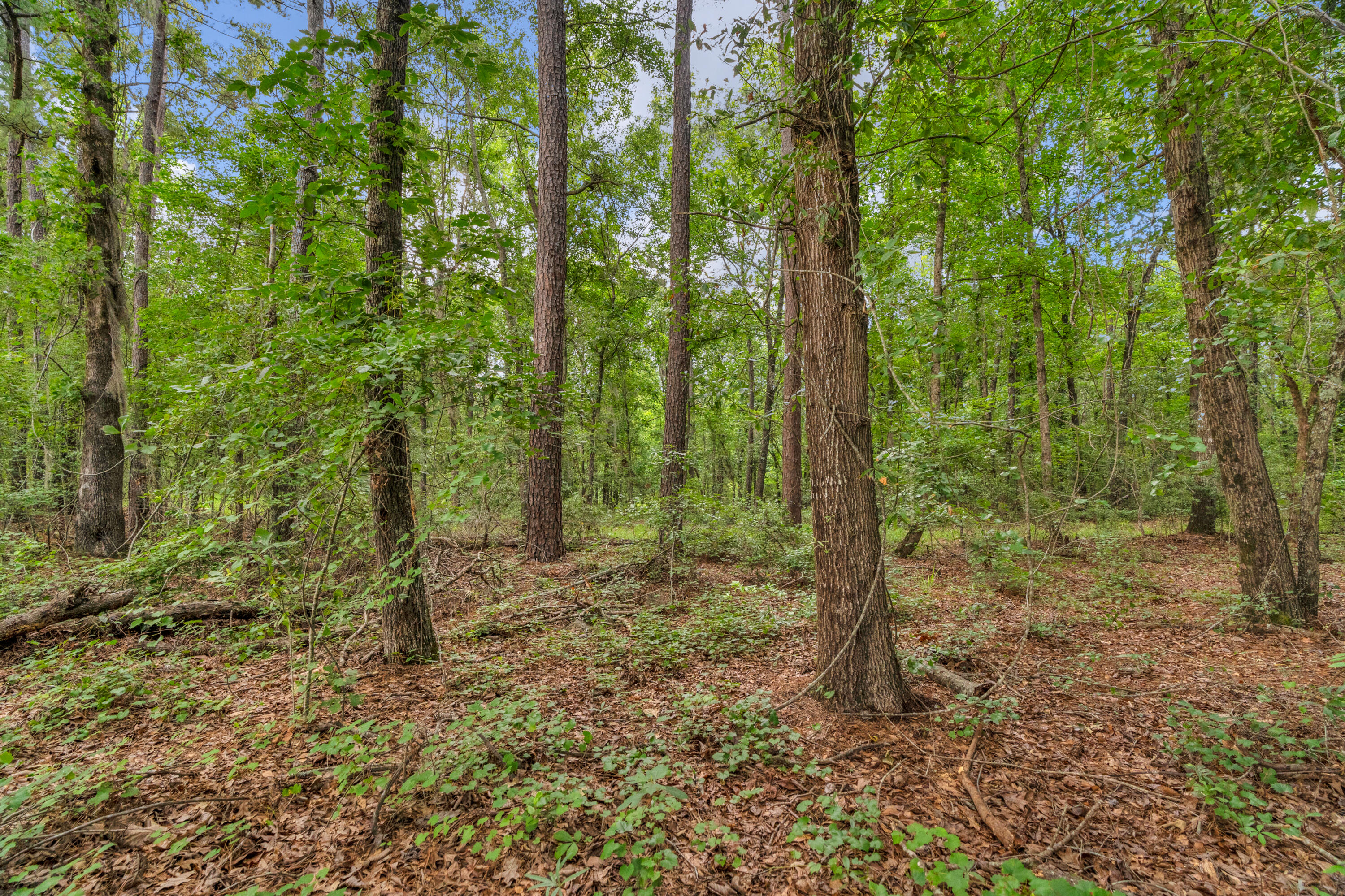 0 North Brewington Road, Unit 3 Manning, SC 29102 - Photo 36 of 43 DSC05476