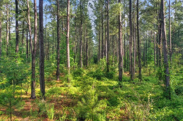 $299,500 | 0 North Brewington Road, Unit 3, Manning, SC 29102