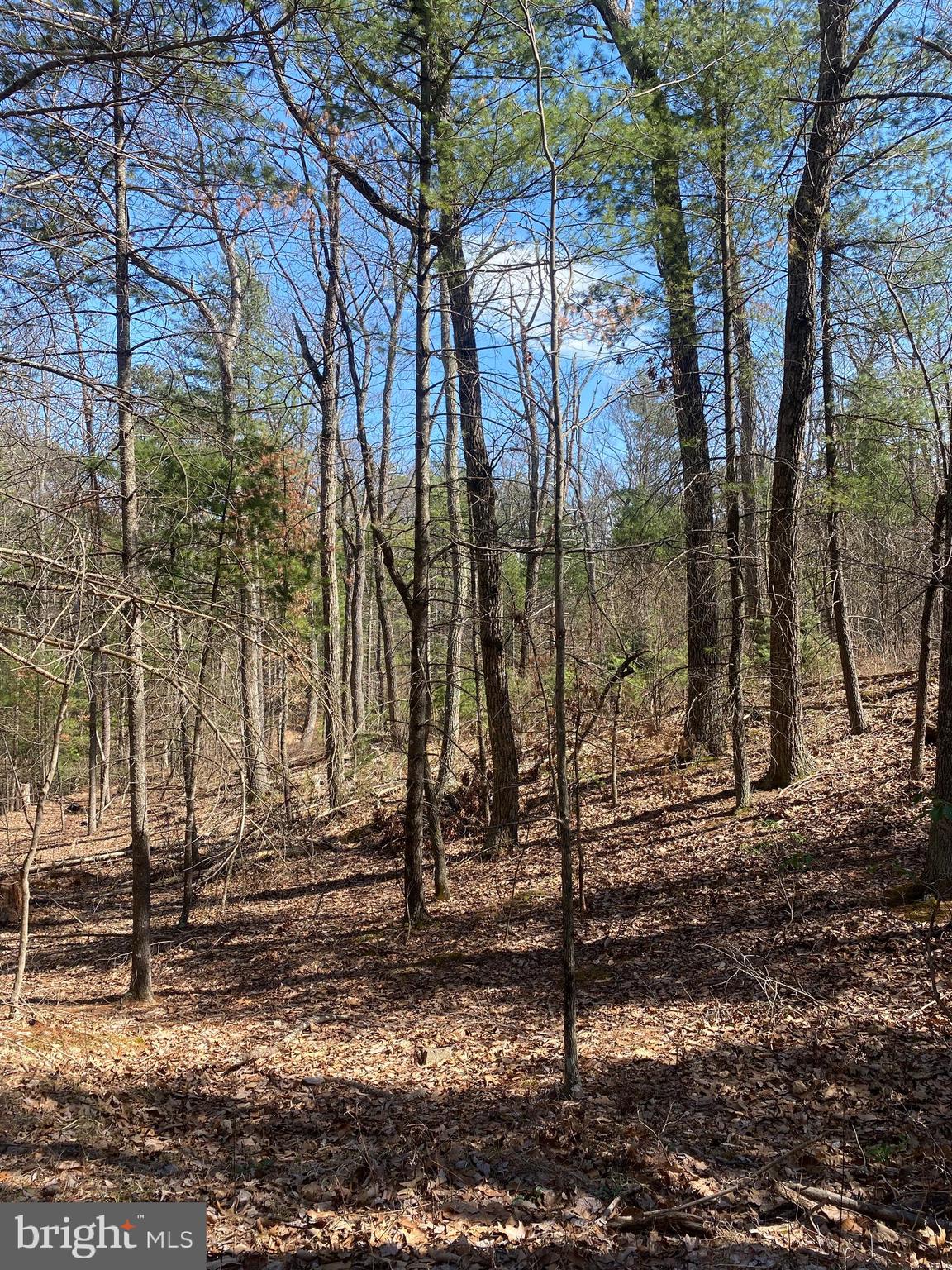 Tbd Patrick Lane Mount Jackson, VA 22842 - Photo 1 of 3 Gallery Image 1
