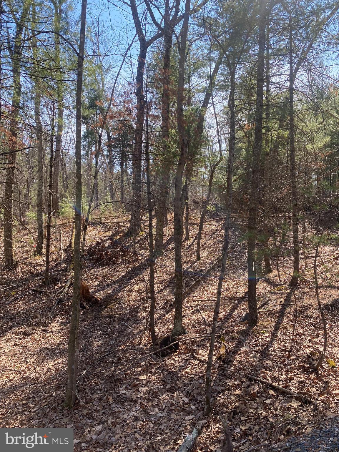 Tbd Patrick Lane Mount Jackson, VA 22842 - Photo 2 of 3 Gallery Image 2