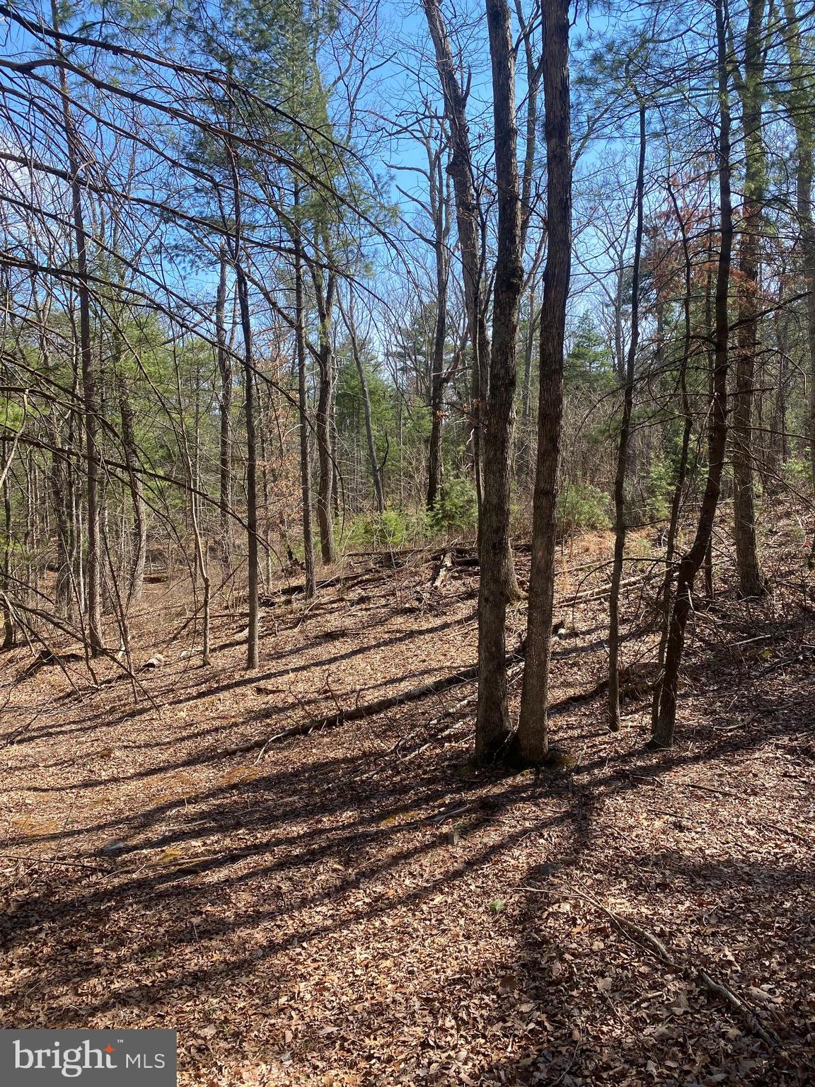 Tbd Patrick Lane Mount Jackson, VA 22842 - Photo 3 of 3 Gallery Image 3