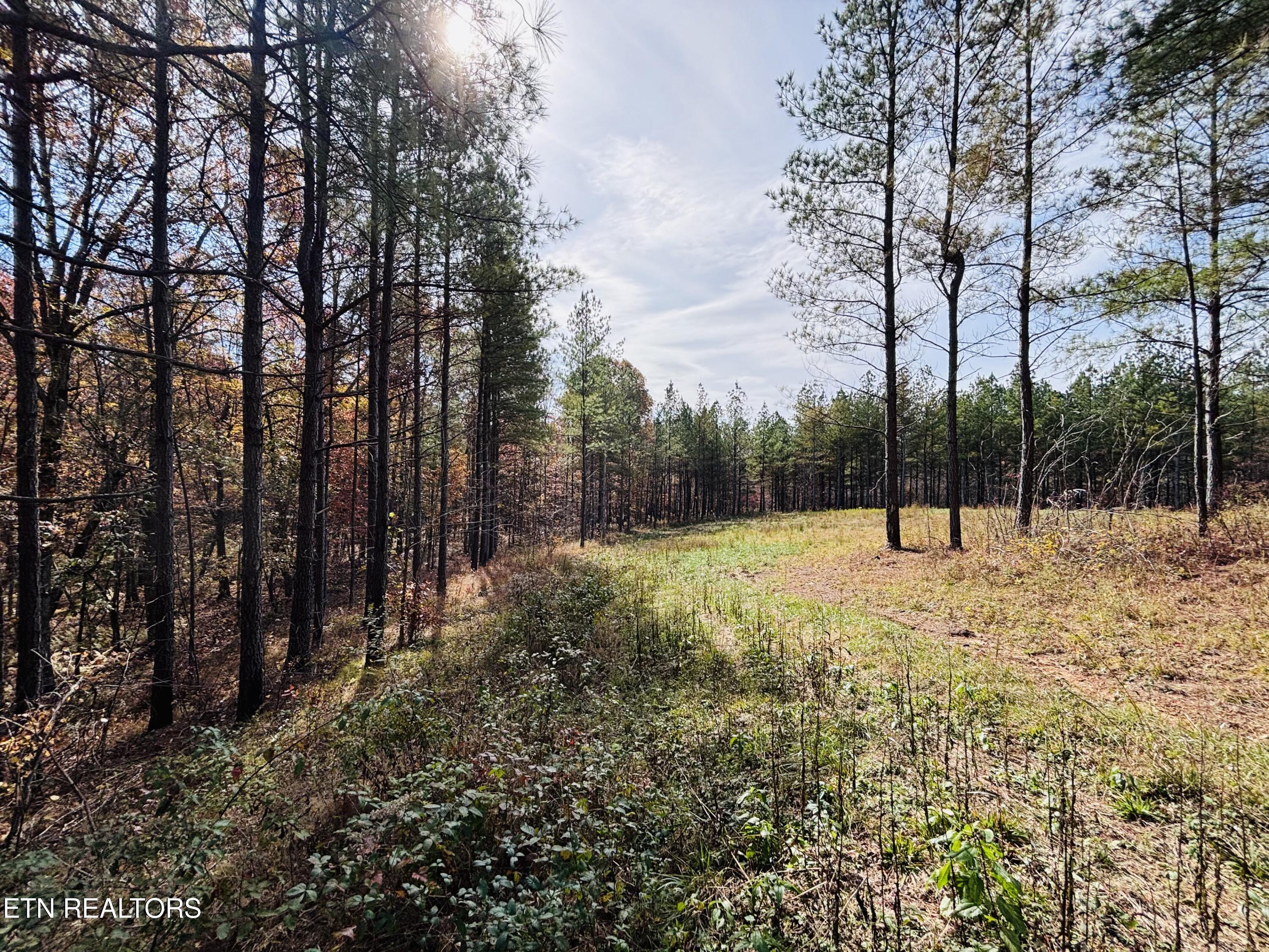 Stonecipher Court Sunbright, TN 37872 - Photo 29 of 38 IMG_2380