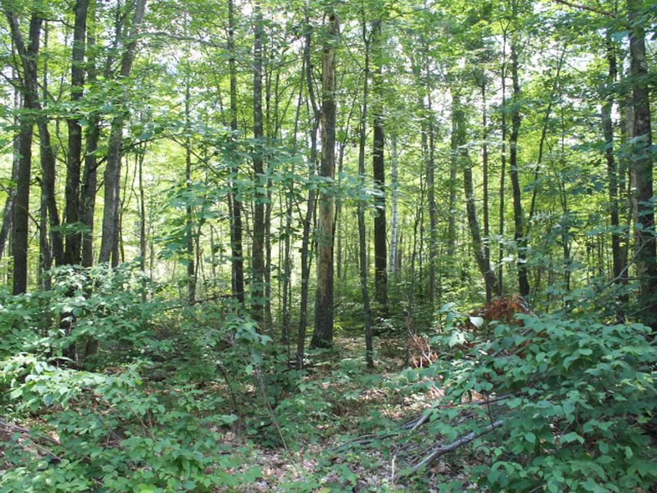 Three O Neil Road, Unit 20 Eagle River, WI 54521 - Photo 5 of 19 Gallery Image 5