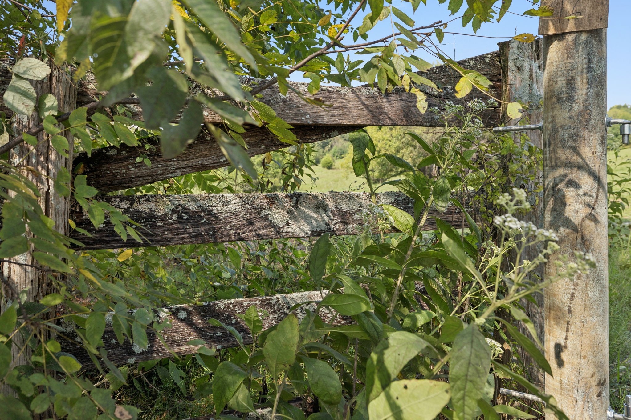 0 Shoal Creek Road Prospect, TN 38477 - Photo 11 of 15 a view of flowers in a garden