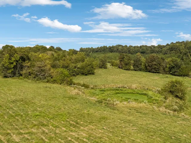 a view of flowers in a garden