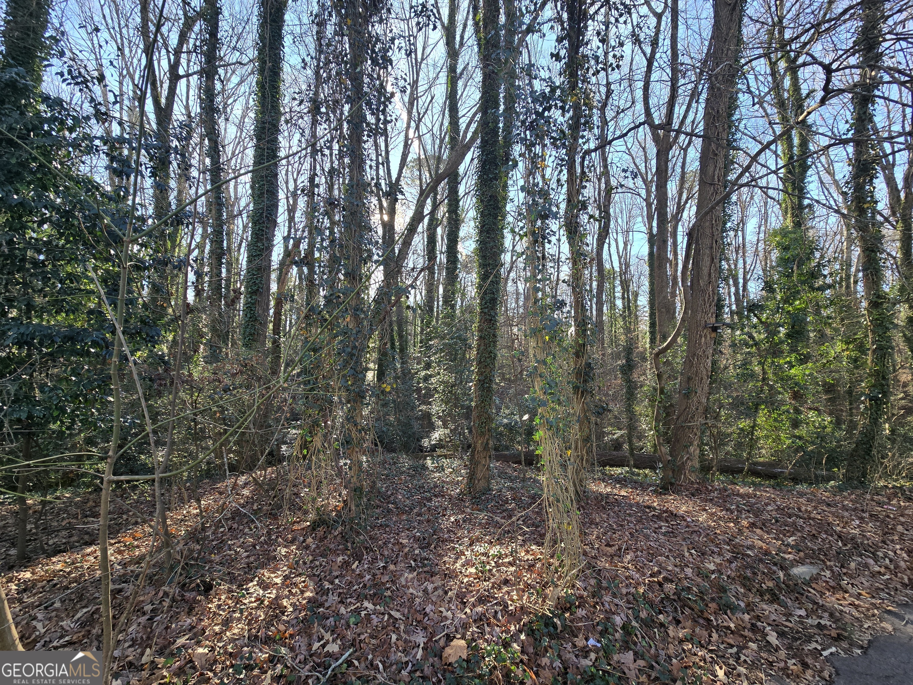 3240-3246 Baxberry Court Decatur, GA 30034 - Photo 9 of 10 a view of a forest with trees in front of it