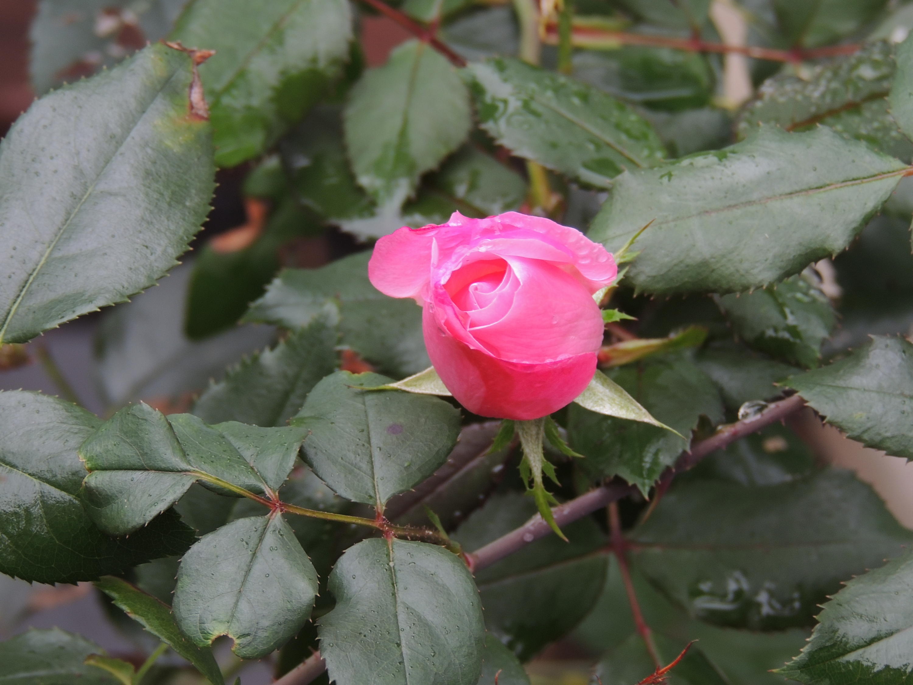 1439 Kefauver Road Southeast Roanoke, VA 24014 - Photo 13 of 14 Rose Bush