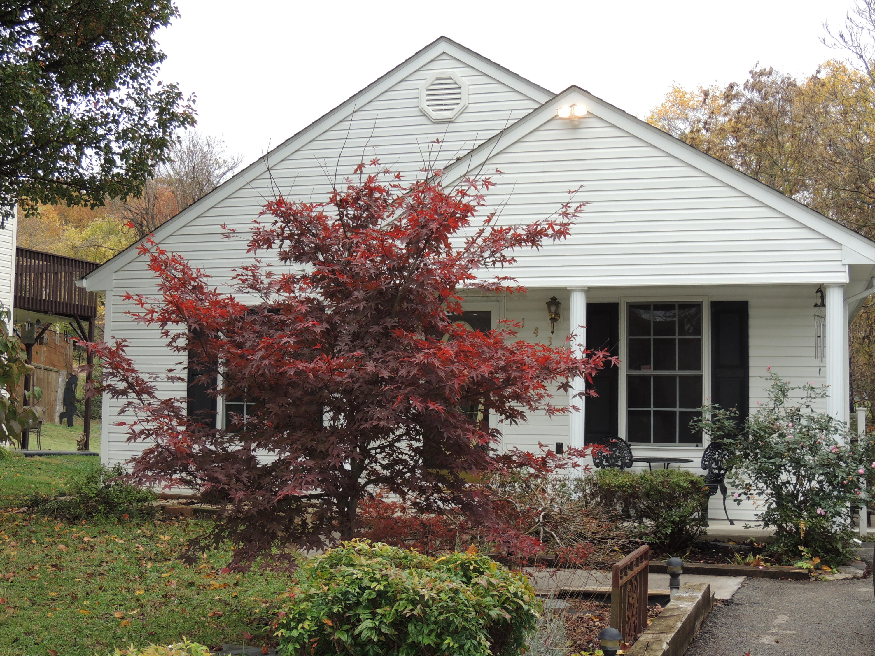 1439 Kefauver Road Southeast Roanoke, VA 24014 - Photo 14 of 14 Japenese Maple