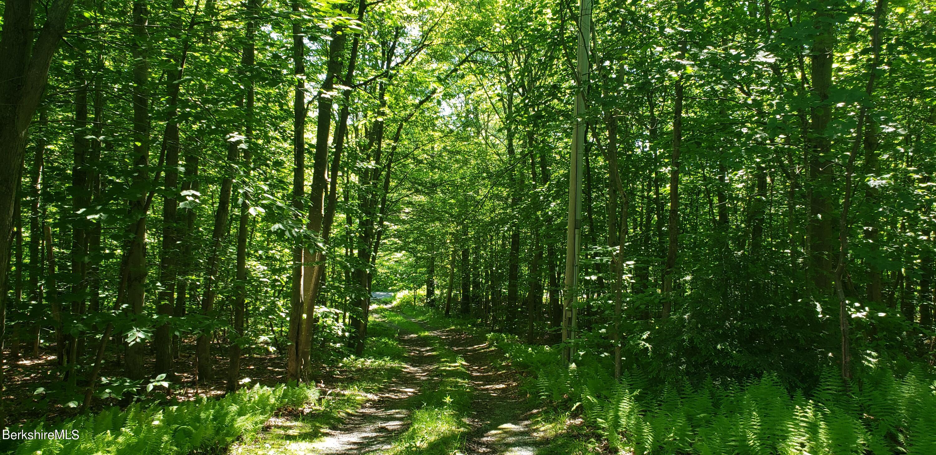 110 Strykers Road Florida, MA 01247 - Photo 4 of 20 a view of a lush green forest