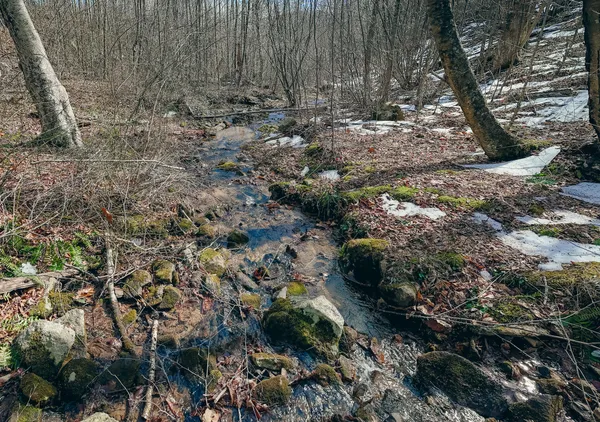 a view of a forest with a tree