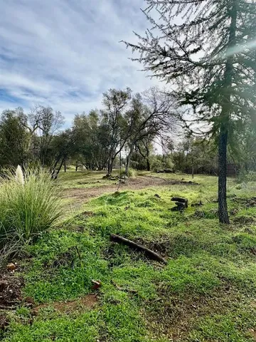 a view of a garden with a tree