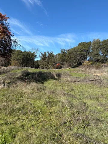 a view of a yard with a tree