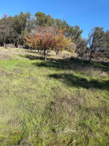 a view of a yard with a tree