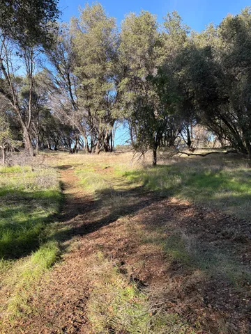 a view of dirt yard with a large tree