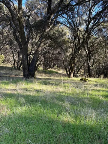 a view of a yard with a tree
