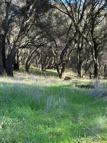 a view of yard covered with trees