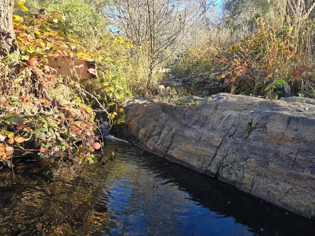 a picture of a tree in a park
