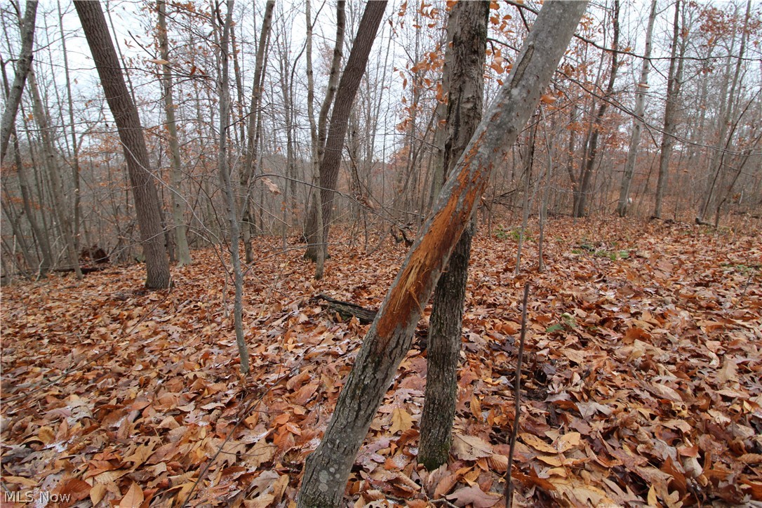 Wilson Run Road New Matamoras, OH 45767 - Photo 22 of 34 Gallery Image 22