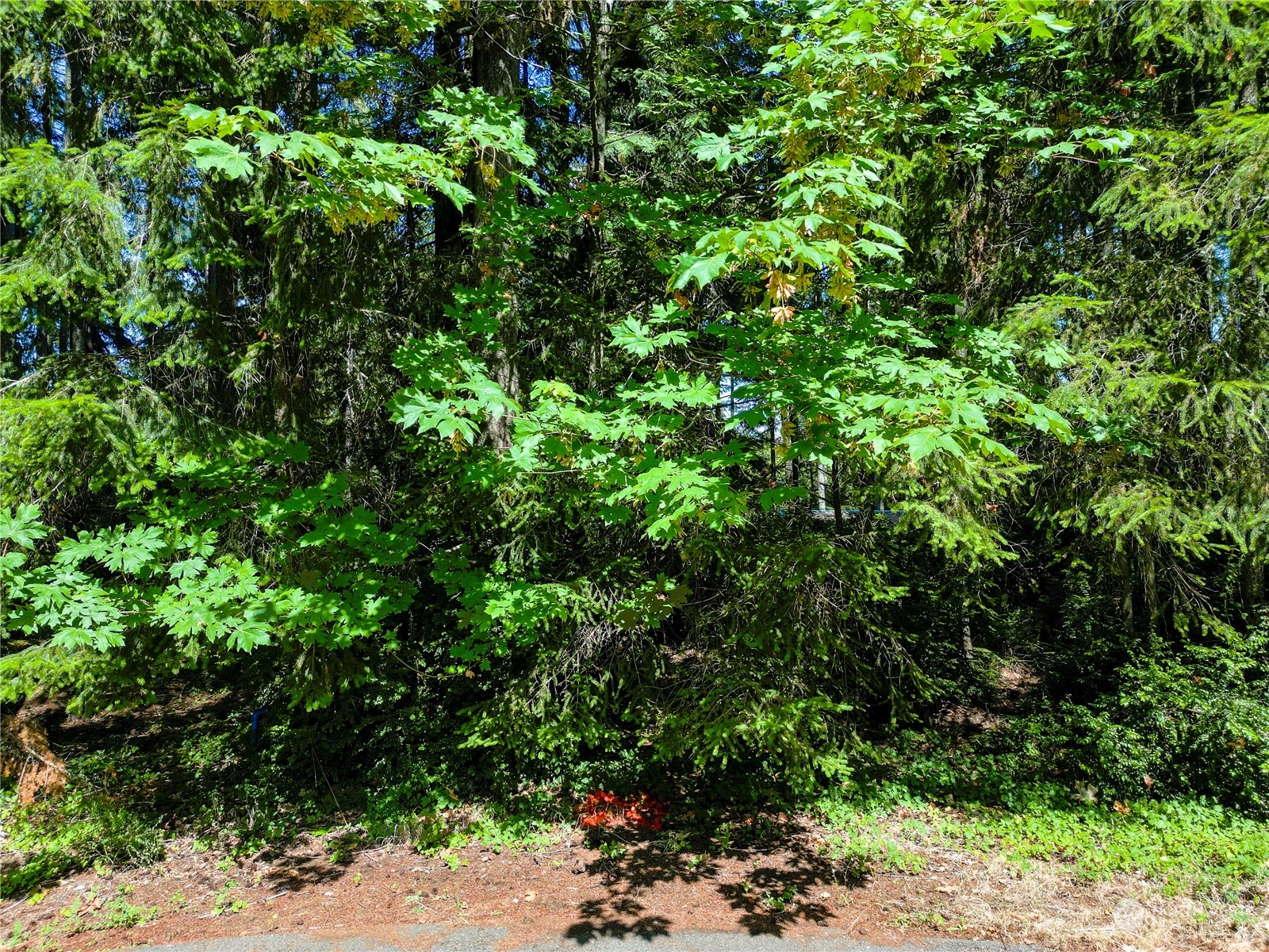 8809 Johnson Road Anderson Island, WA 98303 - Photo 1 of 2 a view of a yard with plants and large trees