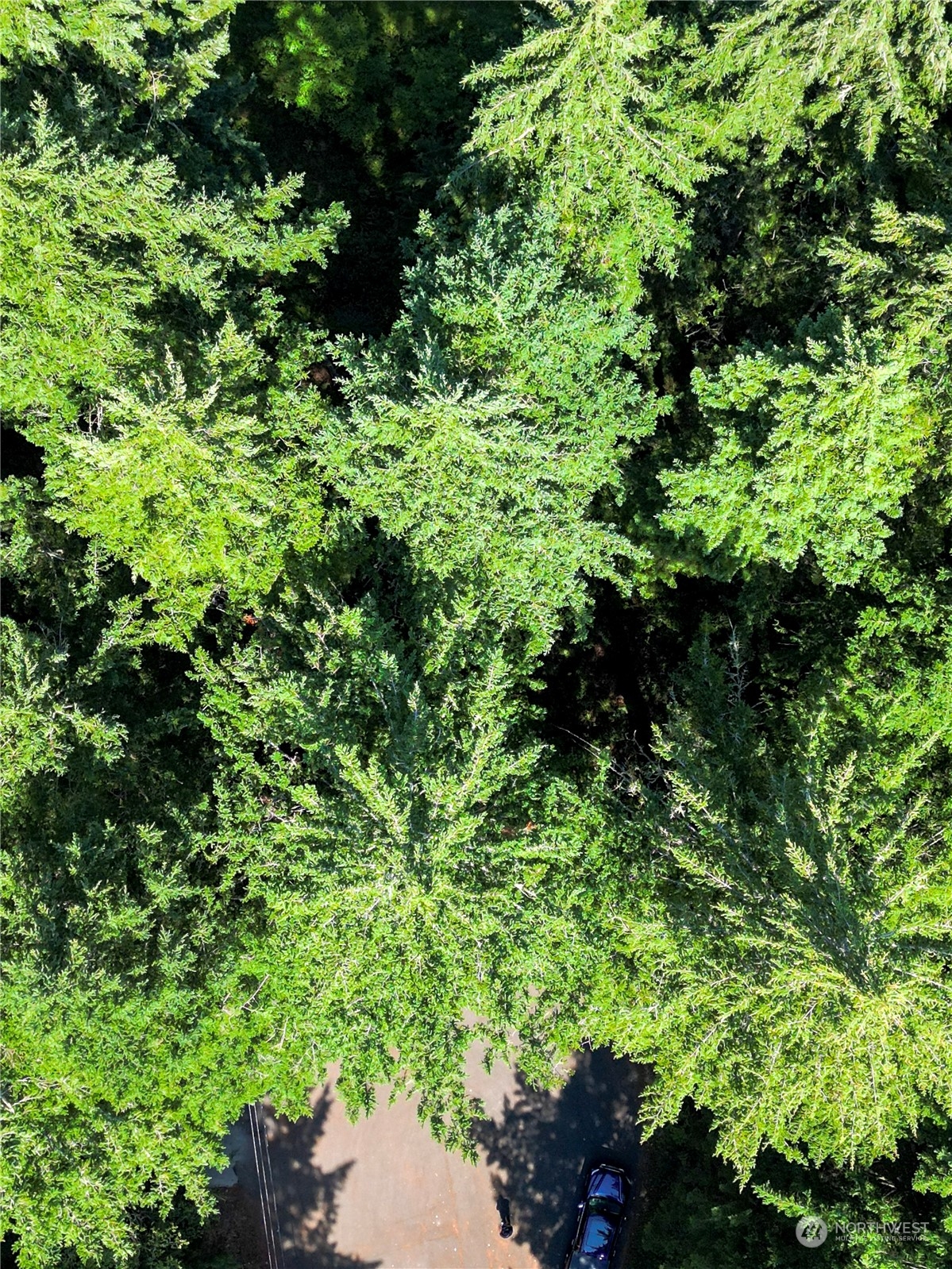 8809 Johnson Road Anderson Island, WA 98303 - Photo 2 of 2 a plant view in yard
