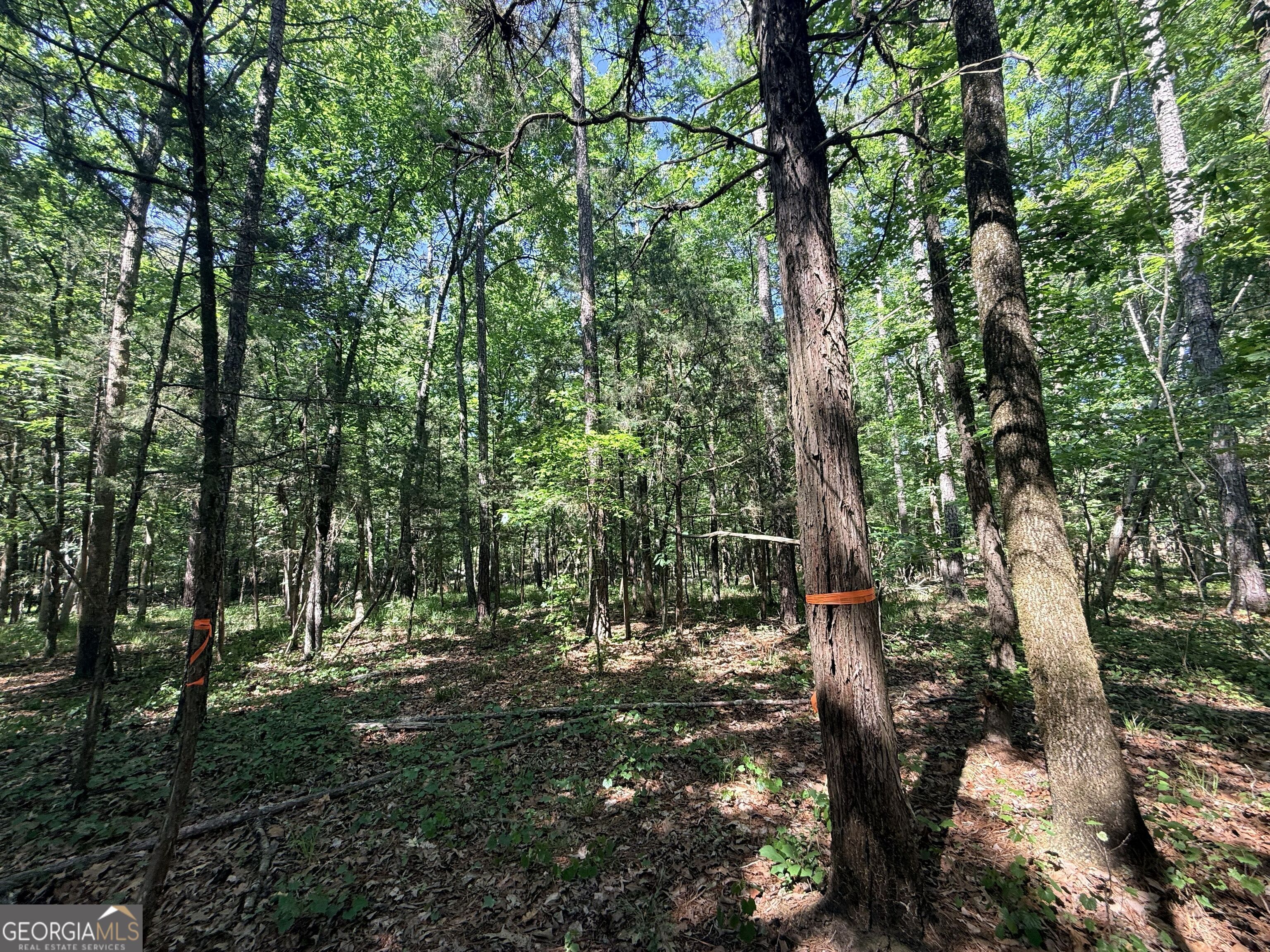 580 Saggus Road Washington, GA 30673 - Photo 26 of 54