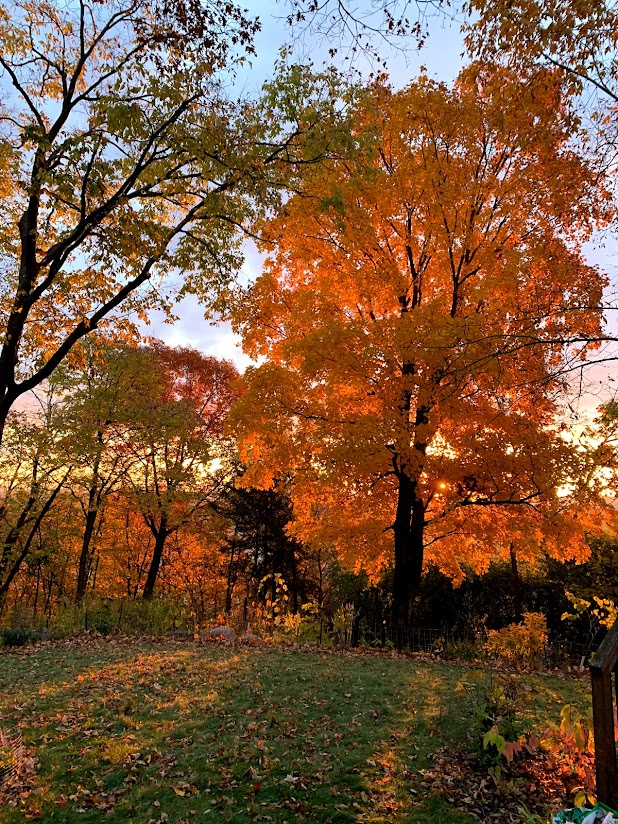 621 Cascade Drive Chaska, MN 55318 - Photo 55 of 60