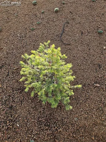 $32,000 | 1117 Appleby Drive, Woodland Park, CO 80863