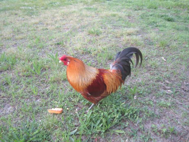 2050 Vales Mill Road Pulaski, TN 38478 - Photo 20 of 20 Rooster in the Barn Lot . . .Crowing About How Wonderful this Farm Is!.