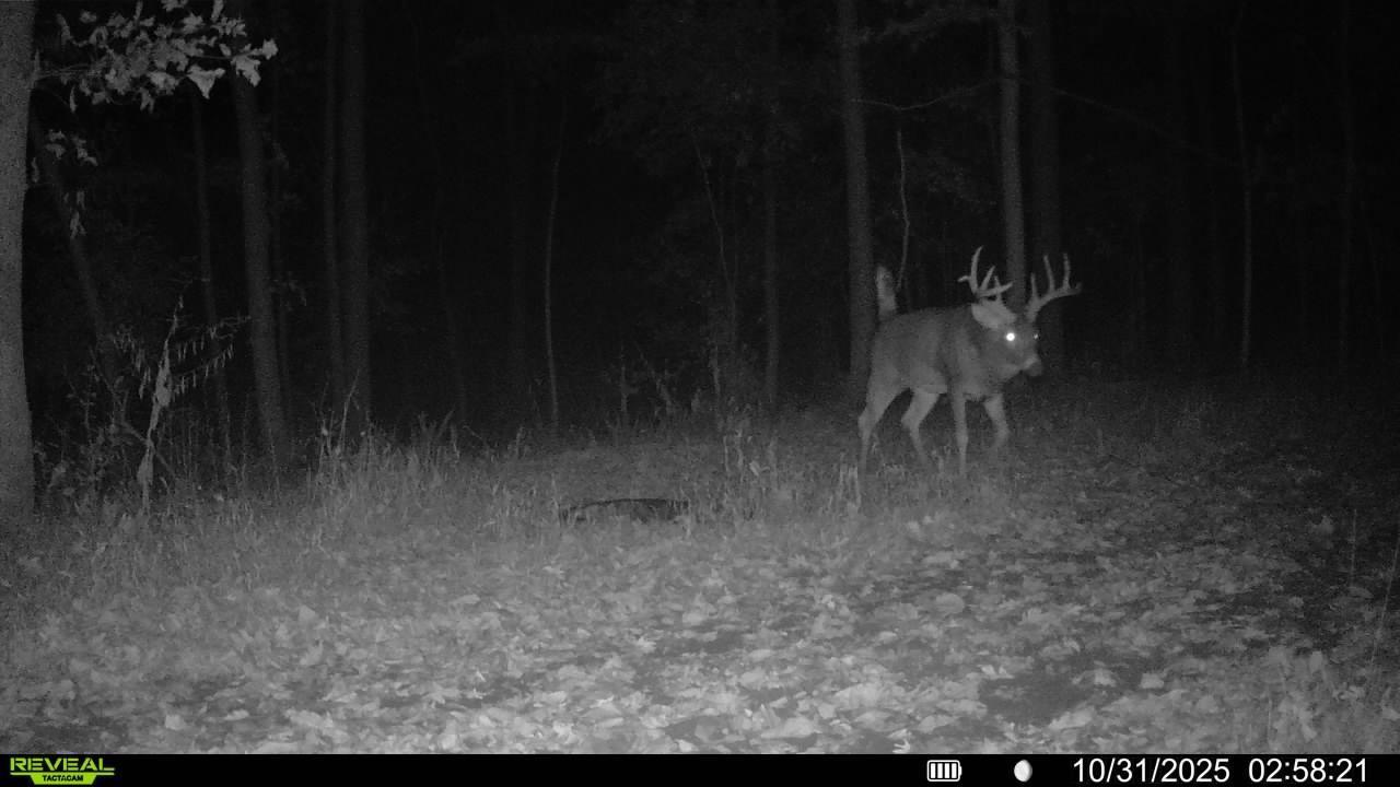 Tbd Reck Lane Whitehall, WI 54773 - Photo 17 of 77