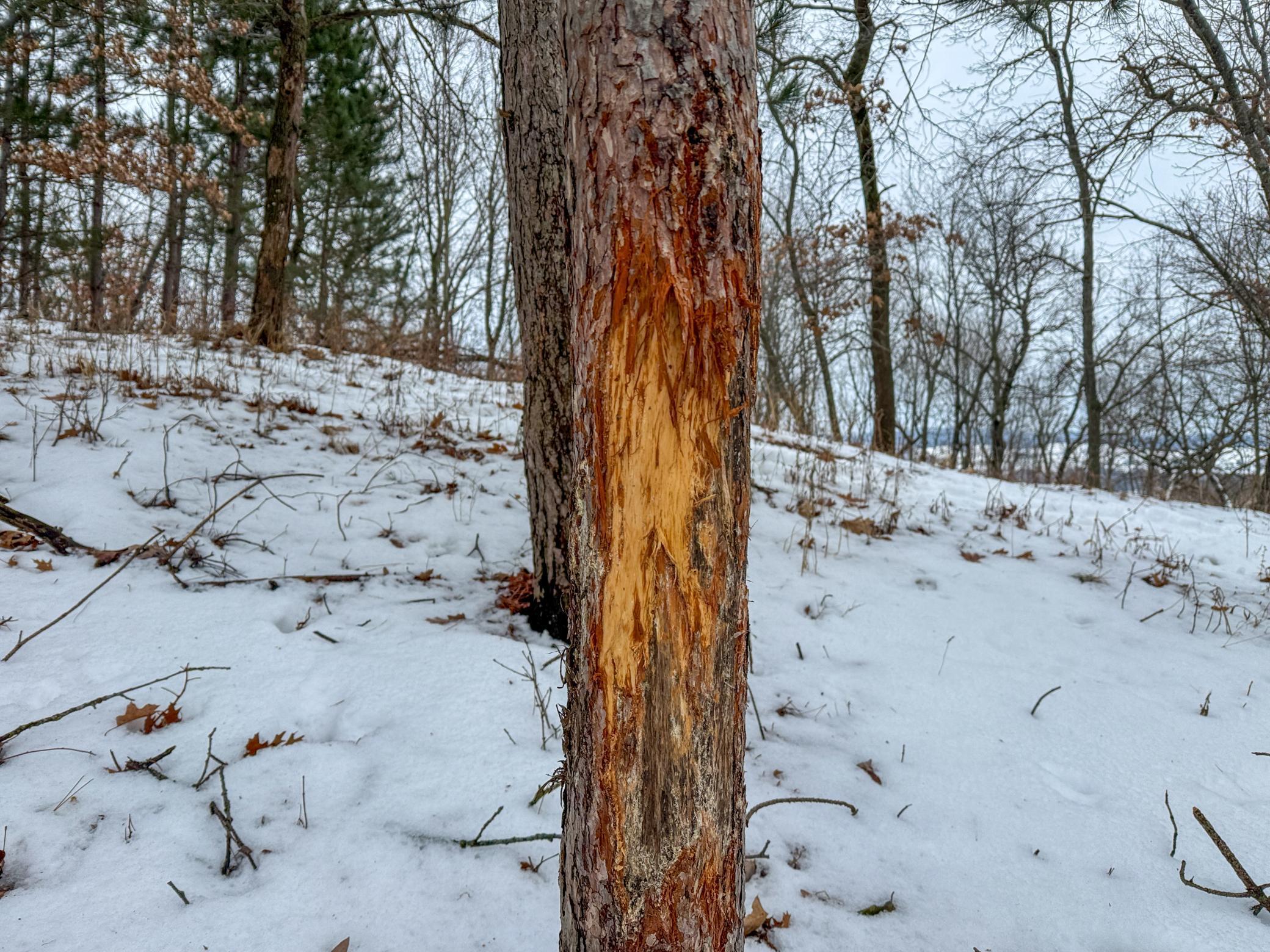 Tbd Reck Lane Whitehall, WI 54773 - Photo 6 of 77