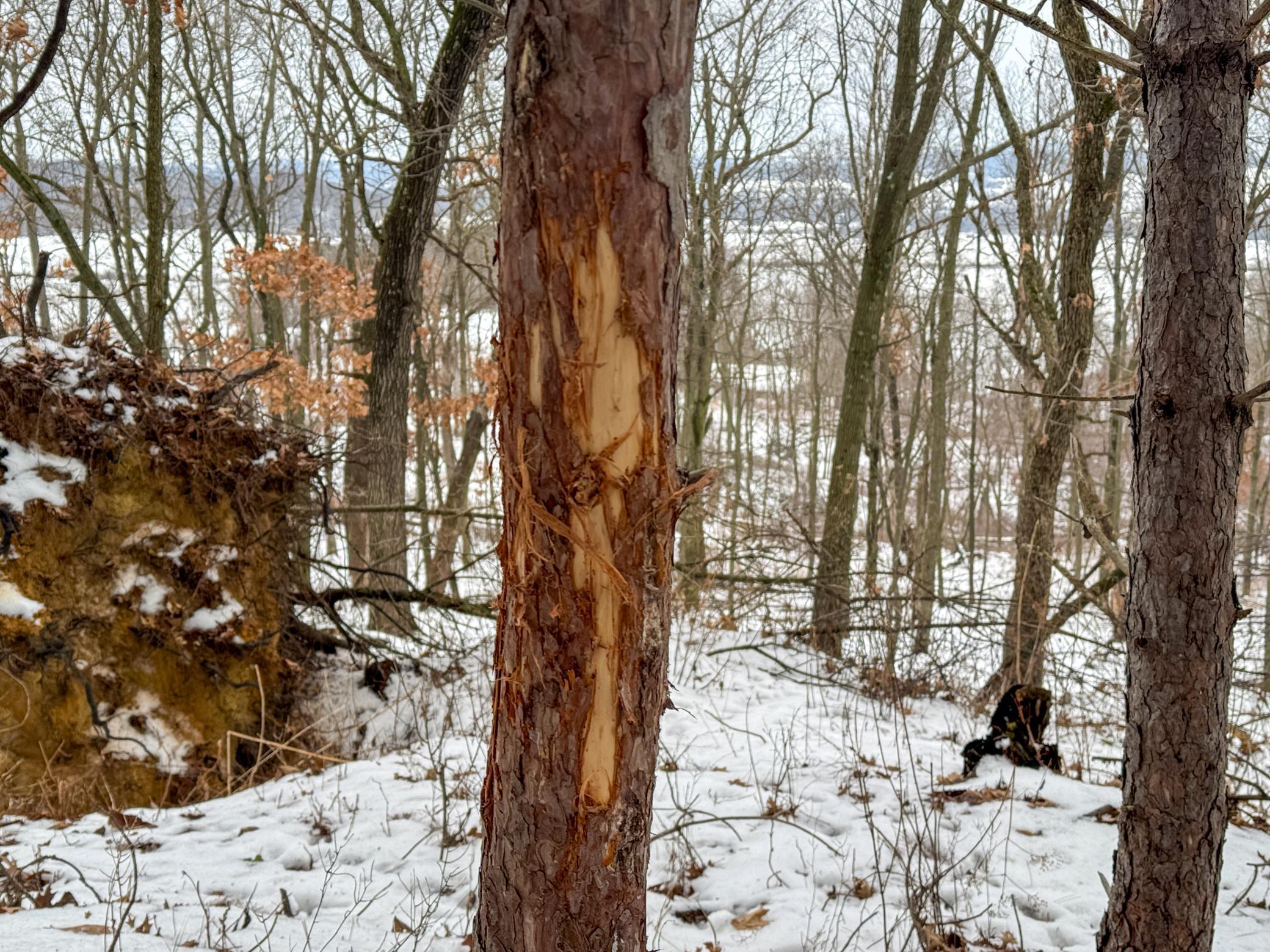 Tbd Reck Lane Whitehall, WI 54773 - Photo 8 of 77