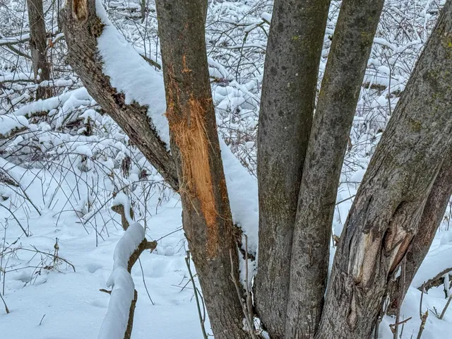 $715,000 | Tbd Reck Lane, Whitehall, WI 54773