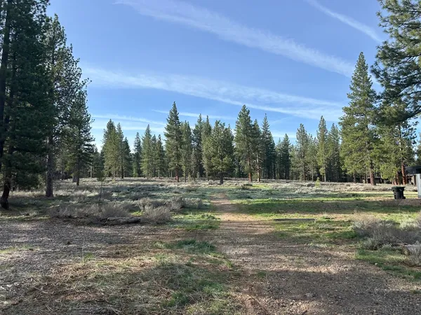 a view of large trees with a yard